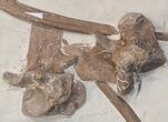 Mosasaur (Platecarpus) Bones With Shark Tooth Marks - Kansas #40089-6